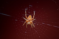 Ein Foto von 7secrets Fotografie